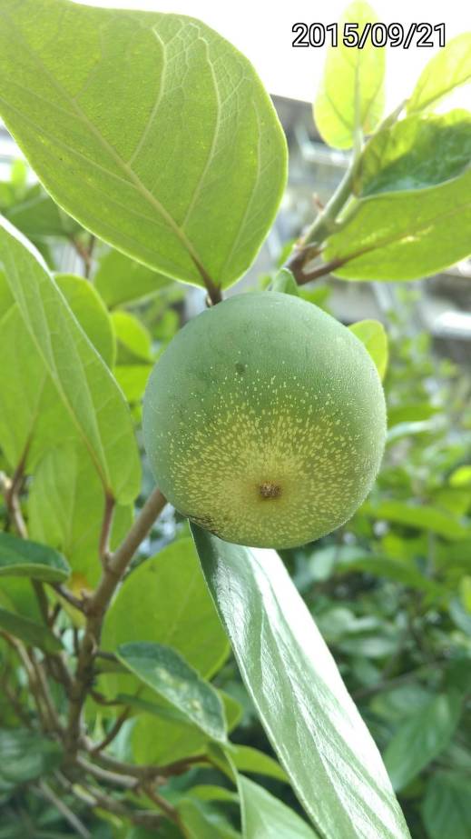 薜荔的授粉洞, Ficus pumila, creeping fig or climbing fig